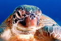   Say hi my dome  